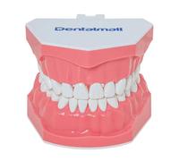 LINGMING Dental Model Brushing Flossing Practice Teeth Typodont Model Gingiva Visible Anatomical Demonstration Teaching Studying Standard Size-Ling