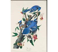 LINQWkk VintageTin Sign Blue Jay,Antique Bird Tin Sign,Vintage Drawing Poster Wall Art Decor,Vintage Bird,Birds Drawing 8x12Metal Tin Signfor Home Kitchen Bathroom Cafe Bar Pub Garage & Man Cave