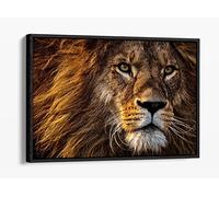 Lion 1 Animal Orange Brown Canvas Floater Frame Print Picture Art - Black Frame 24 inch wide x 16 inch high