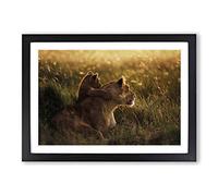 Lion Lioness with Cub Framed Print | A2 Black Framed Wall Art | Ready to Hang | Modern Animal Picture | Living Room Bedroom Lounge Office