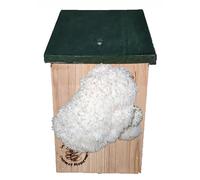 Lion Mane Mushroom Grow Kit, Wild Bird House, Unusual Gift, Ready to Fruit