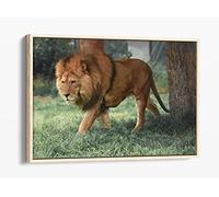 Lion On The Prowl- Animal Photography Canvas Floater Frame Print Picture Art - Light Oak Frame 36 inch wide x 24 inch high