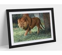 Lion On The Prowl- Animal Photography Framed Wall Art Print Picture - A3 - Black Frame