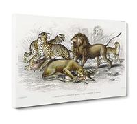 Lion, Tiger, Leopard & Jaguar By Oliver Goldsmith Canvas Print | Gallery Wrapped 30mm Frame Wall Art | 20x14 inches | Ready to Hang | Retro Animals Picture | Living Room Bedroom Lounge Office