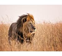 Lions of Sabi Sand: Brothers in Blood