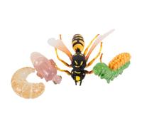 LIOOBO Simulation Wasp Growth Cycle Model Educational Animal Development Cognitive Learning Kit for Classroom Teaching and Home Decor