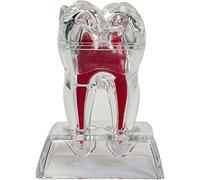 Lipfer 4x Enlarged Tooth Model Figurine - Educational, Highly Detailed, Perfect for Dentistry Professionals & Students