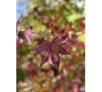 Liquidambar Stryrac. Worplesdon Sweet Gum Tree 6ft Tall Supplied in a 12 Litre Pot by Directplants Direct Plants Green One Size
