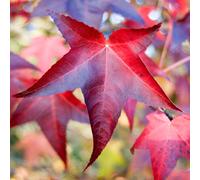 Liquidambar Styraciflua 'Lane Roberts' | Sweet Gum Tree | Ornamental Tree |5-6Ft