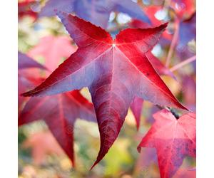 Liquidambar Styraciflua 'Lane Roberts' | Sweet Gum Tree | Ornamental Tree |5-6Ft