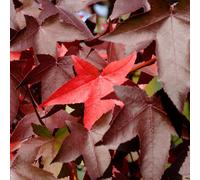 Liquidambar Styraciflua 'Worplesdon' | Sweet Gum | Garden Tree | 5-6Ft