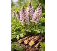 Liquorice Seeds | Glycyrrhiza Glabra | 20+ Seeds | Licorice Herb