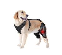 LISPOO Dog Knee Brace - Rear Leg Support for Luxating Patella,Torn Ligament, Adjustable Support,Effective Wrapping and Joint Warmth, Pain Relief & Better Recovery - Both Legs, Size XL