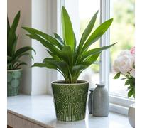 Lithgow Green Ceramic Plant Pot H13.5 x W14.5cm - Ceramic - Plant Pot - 13.5cm