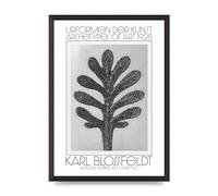 Lithobee - Karl Blossfeldt Urformen Der Kunst 1928 Achillea Umbellata Yarrow - Printed Wall Art Design Size A2, A3 & A4 Framed or Unframed (A2 Black Abraded Frame)