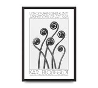 Lithobee - Karl Blossfeldt Urformen Der Kunst 1928 Adiantum Pedatum American Maiden Hair Fern - Printed Art Design Size A2, A3 & A4 Framed or Unframed (A2 Black Abraded Frame)