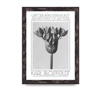 Lithobee - Karl Blossfeldt Urformen Der Kunst 1928 Allium Ostroroskianum Ornamental Onion - Printed Wall Art Design Size A2, A3 & A4 Framed or Unframed (A4 Brown Distressed Frame)