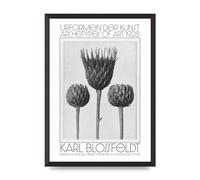 Lithobee - Karl Blossfeldt Urformen Der Kunst 1928 Serratula Nudicaulis Bare-Stemmed Common Saw-Wort - Printed Art Size A2, A3 & A4 Framed or Unframed (A2 Black Abraded Frame)