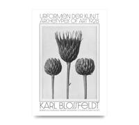 Lithobee - Karl Blossfeldt Urformen Der Kunst 1928 Serratula Nudicaulis Bare-Stemmed Common Saw-Wort - Printed Art Size A2, A3 & A4 Framed or Unframed (A2 Unframed)