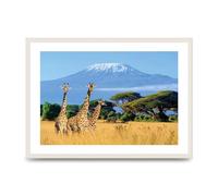 Lithobee - Three Giraffes In National Park Of Kenya - Printed Wall Art Design in Sizes A2, A3 & A4 Framed in a Stylish Quality Coloured Frame or Unframed (A2 White Grain Frame)