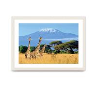 Lithobee - Three Giraffes In National Park Of Kenya - Printed Wall Art Design in Sizes A2, A3 & A4 Framed in a Stylish Quality Coloured Frame or Unframed (A3 White Grain Frame)