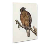 Little Australian Eagle Bird By Elizabeth Gould Canvas Print | Gallery Wrapped 30mm Frame Wall Art | 30x20 inches | Ready to Hang | Retro Animals Picture | Living Room Bedroom Lounge Office