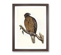 Little Australian Eagle Bird By Elizabeth Gould Vintage Framed Print | A2 Walnut Framed Wall Art | Ready to Hang | Classic Animal Picture | Living Room Bedroom Lounge Office