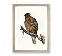 Little Australian Eagle Bird By Elizabeth Gould Vintage Framed Print | A4 Oak Framed Wall Art | Ready to Hang | Classic Animal Picture | Living Room Bedroom Lounge Office