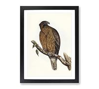 Little Australian Eagle Bird By Elizabeth Gould Vintage Framed Wall Art Print, Ready to Hang Picture for Living Room Bedroom Home Office Décor, Black A4 (34 x 25 cm)