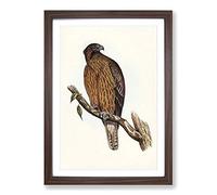 Little Australian Eagle by Elizabeth Gould Framed Print | A2 Walnut Framed Wall Art | Ready to Hang | Modern Animal Picture | Living Room Bedroom Lounge Office