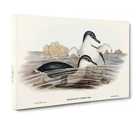 Little Blue Penguins by Elizabeth Gould Canvas Print | Gallery Wrapped 30mm Frame Wall Art | 30x20 inches | Ready to Hang | Modern Bird Picture | Living Room Bedroom Lounge Office