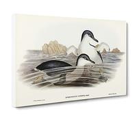 Little Blue Penguins By Elizabeth Gould Vintage Canvas Wall Art Print Ready to Hang, Framed Picture for Living Room Bedroom Home Office Décor, 24x16 Inch (60x40 cm)