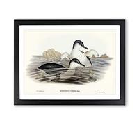 Little Blue Penguins By Elizabeth Gould Vintage Framed Wall Art Print, Ready to Hang Picture for Living Room Bedroom Home Office Décor, Black A4 (34 x 25 cm)