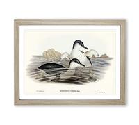 Little Blue Penguins By Elizabeth Gould Vintage Framed Wall Art Print, Ready to Hang Picture for Living Room Bedroom Home Office Décor, Oak A4 (34 x 25 cm)