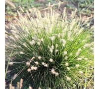 Little Bunny Chinese Fountain Grass Pennisetum Alopecuroides Outdoor Plant 2L Plant Theory Green One Size