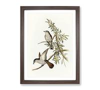 Little Cuckoo Birds By Elizabeth Gould Vintage Framed Print | A4 Walnut Framed Wall Art | Ready to Hang | Classic Nature Picture | Living Room Bedroom Lounge Office