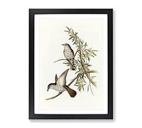 Little Cuckoo Birds By Elizabeth Gould Vintage Framed Print Black A4 | Wall Art, Ready to Hang, Satin Fine Art Paper, Fade-Resistant Inks, Acrylic Glazing, Securely Packaged, Made in the UK