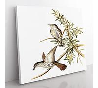 Little Cuckoos Bird by Elizabeth Gould Vintage Canvas Wall Art Print Ready to Hang, Framed Picture for Living Room Bedroom Home Office Décor, 35x35 cm (14x14 Inch)