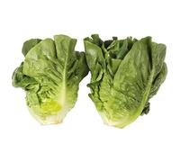 Little Gem Lettuce (Twin Pack) 1x5