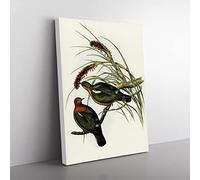 Little Green Pigeon Birds By Elizabeth Gould Vintage Canvas Wall Art Print Ready to Hang, Framed Picture for Living Room Bedroom Home Office Décor, 50x35 cm (20x14 Inch)