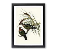 Little Green Pigeon Birds By Elizabeth Gould Vintage Framed Wall Art Print, Ready to Hang Picture for Living Room Bedroom Home Office Décor, Black A3 (34 x 46 cm)