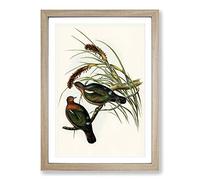 Little Green Pigeons by Elizabeth Gould Framed Print | A2 Oak Framed Wall Art | Ready to Hang | Modern Animal Picture | Living Room Bedroom Lounge Office