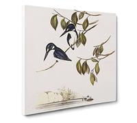 Little Kingfishers Bird by Elizabeth Gould Canvas Print | Gallery Wrapped 30mm Frame Wall Art | 20x20 inches | Ready to Hang | Retro Animals Picture | Living Room Bedroom Lounge Office