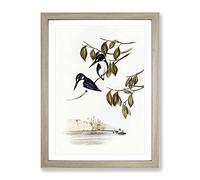 Little Kingfishers By Elizabeth Gould Vintage Framed Print | A4 Oak Framed Wall Art | Ready to Hang | Classic Nature Picture | Living Room Bedroom Lounge Office
