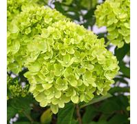 Little Lime Outdoor Shrub Plant Hydrangea Paniculata Garden Plants 2L Pot Plant Theory Green One Size
