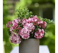 Little Linda Mountain Laurel Shrub Plant Kalmia Latifolia 3L Pot Plant Theory Green One Size