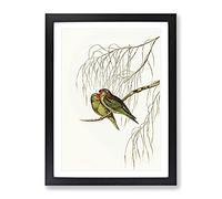 Little Lorikeet Birds By Elizabeth Gould Vintage Framed Print | A2 Black Framed Wall Art | Ready to Hang | Classic Nature Picture | Living Room Bedroom Lounge Office