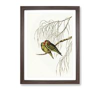 Little Lorikeet Birds By Elizabeth Gould Vintage Framed Wall Art Print, Ready to Hang Picture for Living Room Bedroom Home Office Décor, Walnut A2 (64 x 46 cm)