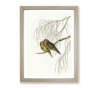 Little Lorikeet Birds By Elizabeth Gould Vintage Framed Wall Art Print, Ready to Hang Picture for Living Room Bedroom Home Office Décor, Oak A4 (34 x 25 cm)