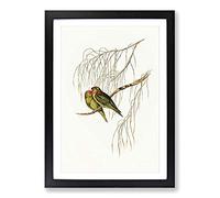 Little Lorikeets by Elizabeth Gould Framed Print | A2 Black Framed Wall Art | Ready to Hang | Modern Nature Picture | Living Room Bedroom Lounge Office